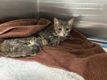 LILLY -  Domestic Short Hair Cat for Adoption in Ocala, Florida - LILLY | PetCurious