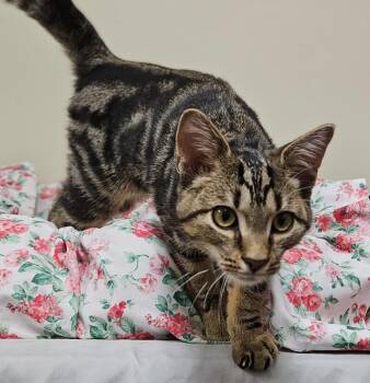 Woody -  Domestic Short Hair Cat for Adoption in Fremont, Ohio - Woody | PetCurious
