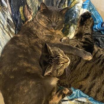 Maebelle -  American Shorthair Cat for Adoption in Rochester, Minnesota - Maebelle | PetCurious
