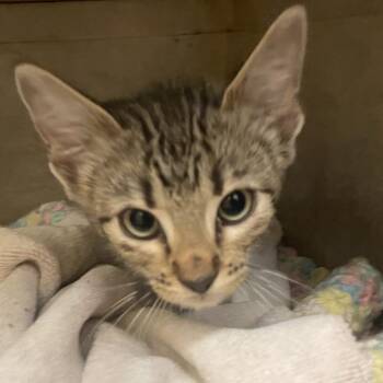 Maximilian -  Domestic Short Hair Cat for Adoption in Norman, Oklahoma - Maximilian | PetCurious