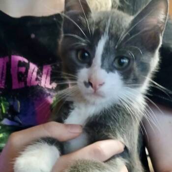 Rescue American Shorthair Cats for Adoption in Lake Arrowhead, California - Diego | PetCurious