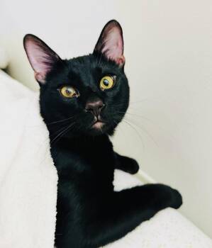 Bombay and Domestic Short Hair Cats Available for Adoption - Lucky -courtesy Post | PetCurious