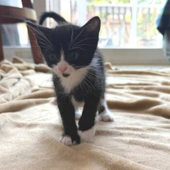 Pullman -  Domestic Short Hair Cat for Adoption in Chicago, Illinois - Pullman | PetCurious