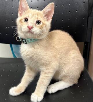 Domestic Short Hair Cats Available for Adoption in Statesboro, Georgia - Crème Brûlée | PetCurious