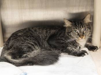 BATTY -  Domestic Medium Hair Cat for Adoption in Phoenix, Arizona - BATTY | PetCurious