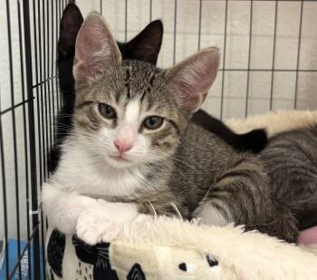 Mouse Wiggles -  Domestic Short Hair and Tabby Cat for Adoption in Chandler, Arizona - Mouse Wiggles | PetCurious