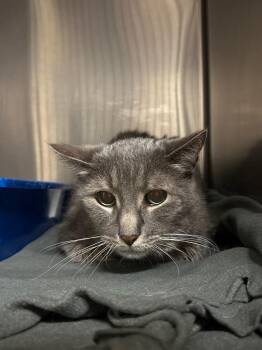 Domestic Short Hair Cats Available for Adoption - Vinnie The Pooh (Petco) | PetCurious