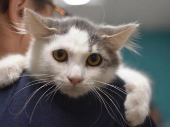 Snow Owl -  Domestic Medium Hair Cat for Adoption in Portland, Oregon - Snow Owl | PetCurious