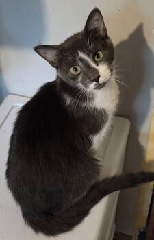 Winny -  Domestic Short Hair Cat for Adoption in Greensburg, Pennsylvania - Winny | PetCurious