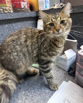 Fluffy -  Domestic Medium Hair Cat for Adoption in Dyersburg, Tennessee - Fluffy | PetCurious