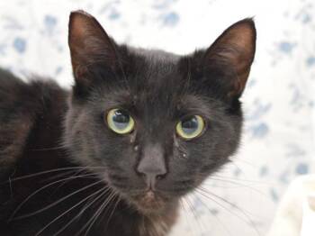 Domestic Short Hair Cats Available for Adoption - Lady | PetCurious