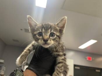 A1927775 -  Domestic Short Hair Cat for Adoption in Thousand Palms, California - A1927775 | PetCurious