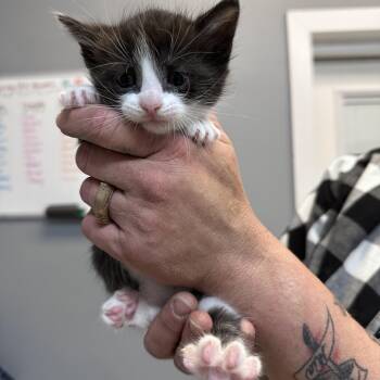 Spunky -  Domestic Medium Hair Cat for Adoption in Dyersburg, Tennessee - Spunky | PetCurious