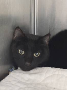 Rescue Domestic Short Hair Cats for Adoption in West Chester, Pennsylvania - Chimney | PetCurious