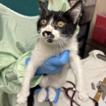 Agatha -  Domestic Short Hair Cat for Adoption in Tempe, Arizona - Agatha | PetCurious