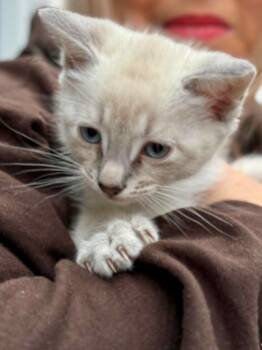 Rescue Siamese Cats for Adoption - Zeus | PetCurious