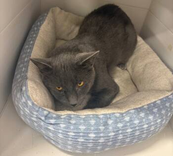 Rescue Domestic Short Hair Cats for Adoption in Athens, Tennessee - Nox | PetCurious