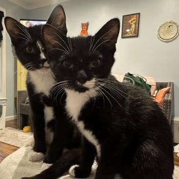 Micky Mick -  Domestic Short Hair Cat for Adoption in Hopkinton, Massachusetts - Micky Mick | PetCurious