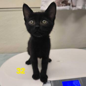 Harrison -  Domestic Short Hair Cat for Adoption in Spokane, Washington - Harrison | PetCurious