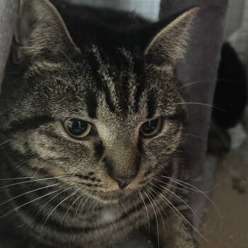 Rescue Domestic Short Hair Cats for Adoption in Nokesville, Virginia - Zayn | PetCurious