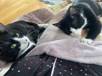 Domestic Short Hair Cats Available for Adoption in New Britain, Connecticut - Avett & Carlile (Bonded Brothers) | PetCurious