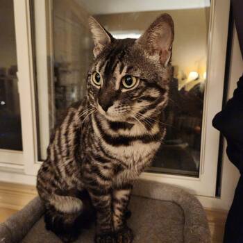 Bengal Cats Available for Adoption in Pickering, Ontario - Mufasa | PetCurious
