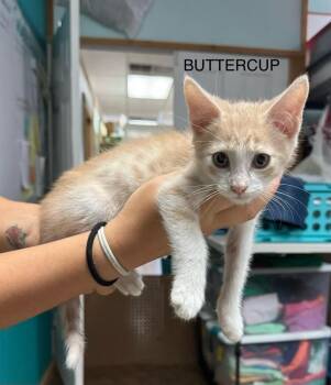 Buttercup -  Domestic Short Hair Cat Available for Adoption in Bossier City, Louisiana - Buttercup | PetCurious