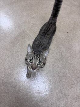 Domestic Short Hair Cats Available for Adoption in Brick Township, New Jersey - Dean | PetCurious