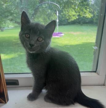 Pickle -  Domestic Short Hair Cat for Adoption in Swansea, Illinois - Pickle | PetCurious