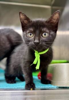 Rescue Domestic Short Hair Cats for Adoption in Danielsville, Georgia - Maranda Jones | PetCurious