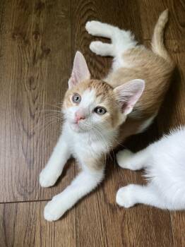 Makai -  Domestic Short Hair Cat for Adoption in Emerald Isle, North Carolina - Makai | PetCurious