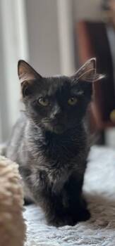 Bonnie -  Domestic Short Hair Cat for Adoption in Belmont, North Carolina - Bonnie | PetCurious
