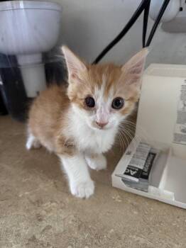 Domestic Short Hair Cats Available for Adoption in Lancaster, California - Bowie | PetCurious