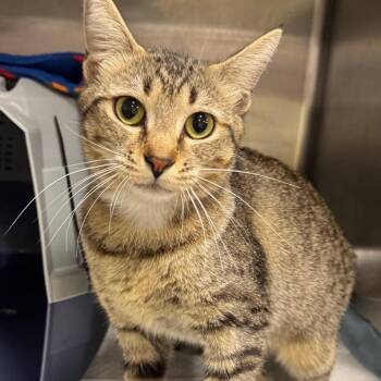 Timber -  Domestic Short Hair Cat for Adoption in Salt Lake City, Utah - Timber | PetCurious