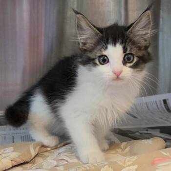A658349 -  Domestic Short Hair Cat for Adoption in Houston, Texas - A658349 | PetCurious