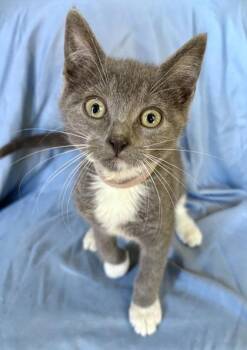 Newt -  Domestic Short Hair Cat for Adoption in Wilkesboro, North Carolina - Newt | PetCurious