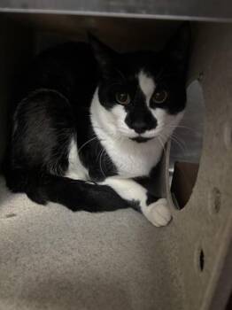 Oreo Delight -  Domestic Short Hair Cat for Adoption in New York, New York - Oreo Delight | PetCurious