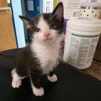 Domestic Short Hair Cats Available for Adoption in Eureka Springs, Arkansas - Kanga | PetCurious