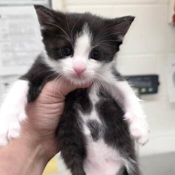 Atomic Tangerine -  Domestic Short Hair Cat for Adoption in Gloucester, Virginia - Atomic Tangerine | PetCurious