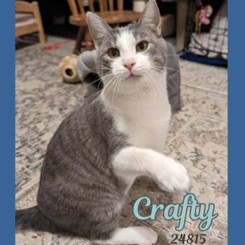 Crafty -  Domestic Short Hair Cat for Adoption in Oak Ridge, Tennessee - Crafty | PetCurious