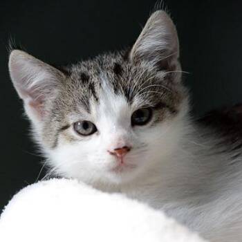 Ginny -  Domestic Short Hair Cat for Adoption in Fort Leavenworth, Kansas - Ginny | PetCurious