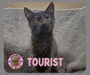 Rescue Domestic Short Hair Cats for Adoption in Hershey, Pennsylvania - Tourist | PetCurious