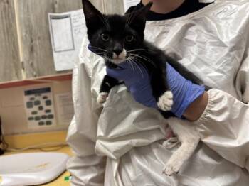 FRITO -  Domestic Short Hair Cat for Adoption in Colorado Springs, Colorado - FRITO | PetCurious