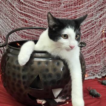 Apple Jack -  Domestic Short Hair Cat for Adoption in Payson, Arizona - Apple Jack | PetCurious