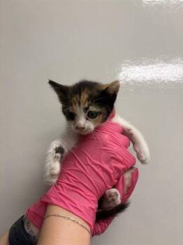 CONNIE - IN FOSTER -  Domestic Short Hair Cat for Adoption in Ontario, California - CONNIE - IN FOSTER | PetCurious