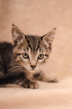 Pennywise -  Domestic Short Hair Cat for Adoption in Newberg, Oregon - Pennywise | PetCurious