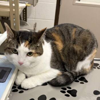 PRINCESS PJ -  Domestic Short Hair Cat Available for Adoption in Derwood, Maryland - PRINCESS PJ | PetCurious