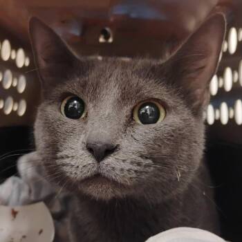 Greyla -  Domestic Short Hair Cat for Adoption in Bentonville, Arkansas - Greyla | PetCurious