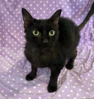 Rescue Domestic Short Hair Cats for Adoption in Tillsonburg, Ontario - WYSTERIA | PetCurious