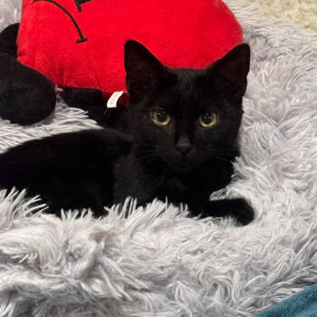 Rescue Domestic Short Hair Cats for Adoption in Brea, California - Nona | PetCurious